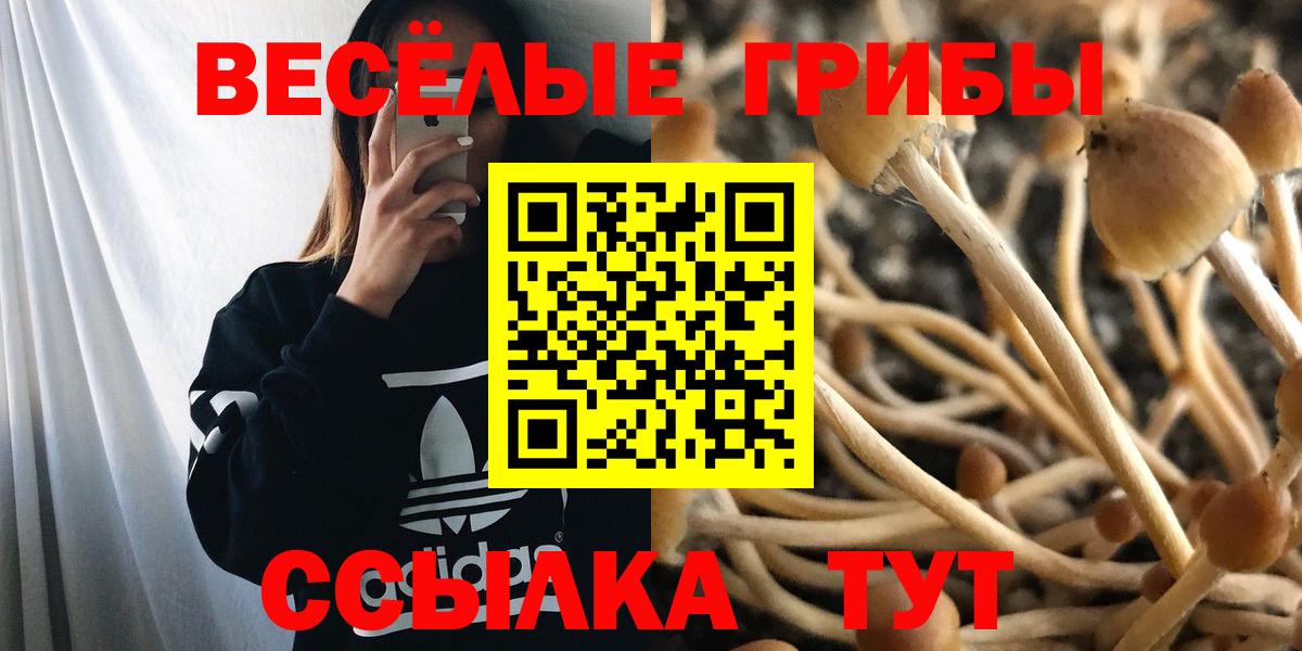 Новороссийск  Псилоцибиновые грибы Psilocybe  Вход с VPN 
